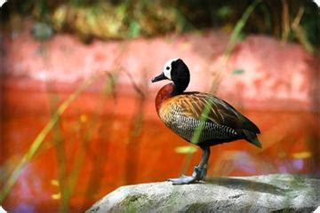 Bird Species | Bhagwan Birsa Biological Park, Ranchi