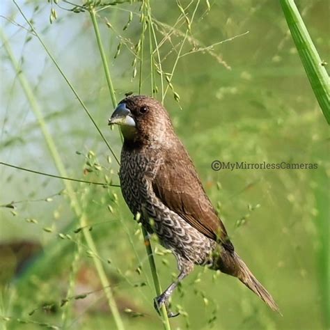 Scaly-breasted-Munia-or-Spotted-Munia-Lonchura-punctulata - MY ...