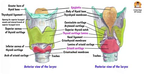 Anatomy of larynx - Sinus of Morgagni, Pre-Epiglottic Space of Boyer, Paraglottic Space, Reinke ...