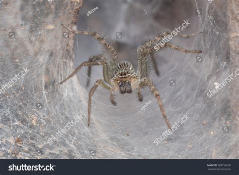 Wolf Spider His Nest Stock Photo 388152658 | Shutterstock