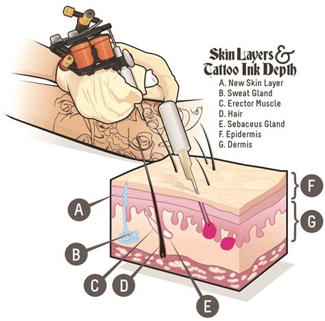 Tattoo Needle Depth For Lining