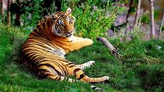 Bengal Tiger Wallpaper by Bengal Tiger Hd Wallpapers Bengal Tiger Wallpaper