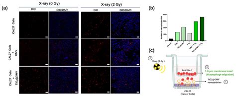Bacterial Outer Membrane Vesicle (OMV)-Encapsulated TiO2 Nanoparticles ...