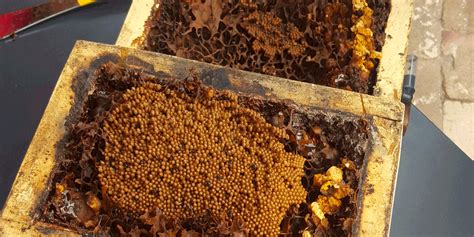 Image result for Tim Heard Native Bees