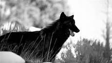 Black Wolf Wallpaper 1920x1080 by Black Wolf Wallpapers Wallpaper Cave Black Wolf Wallpaper 1920x1080