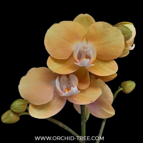 Blooming Orchid | Moth Orchid Flower Colors | Orchid-Tree