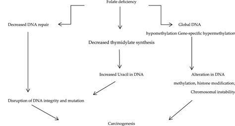 Image result for Folate DNA Synthesis