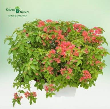 Adenium Plant