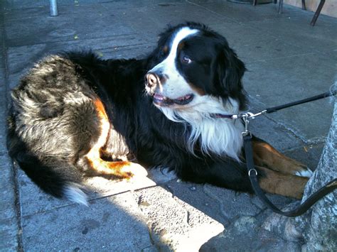 Corgi Bernese Mountain Dog Mix