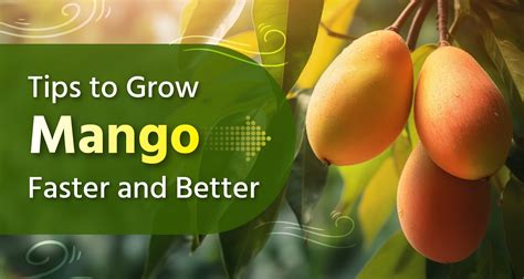 Tips to Grow Mango Faster and Better
