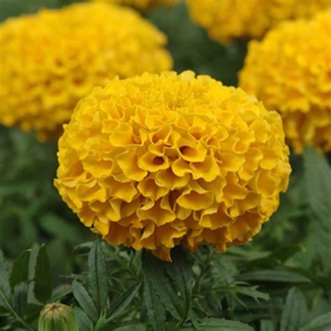 African Marigold Flower Garden Seeds - Taishan Series F1 - Gold - 100 ...