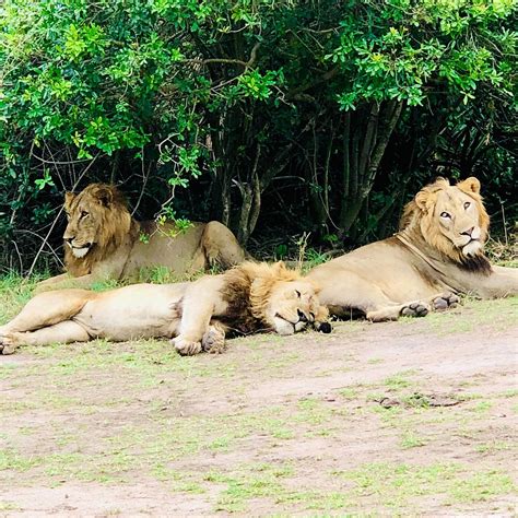 3 DAYS IN AKAGERA NATIONAL PARK - All You Need to Know BEFORE You Go ...