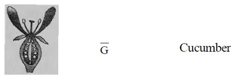 Given below are the diagrammatic representation of position of floral ...