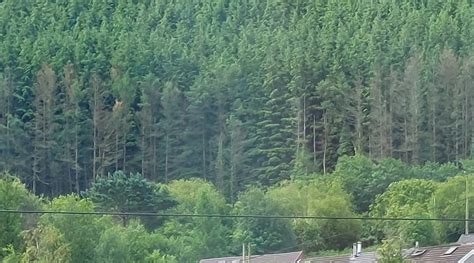 BERTIE PONTYPRIDD (Trehafod) - Inn Reviews, Photos, Rate Comparison ...