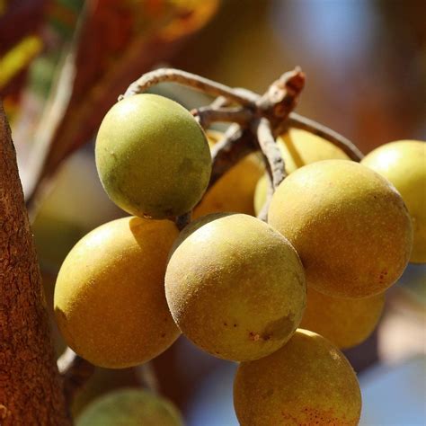 Mirindiba Fruit Plant (Buchenavia tomentosa) – veliyathgardens