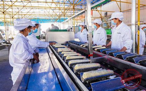 Sweet Corn Cutter Machine 的图像结果