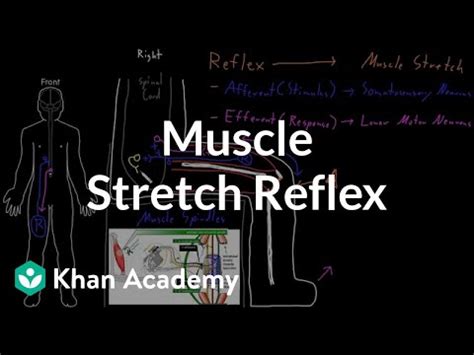 Muscle stretch reflex Video Lecture - Psychology and Sociology for MCAT