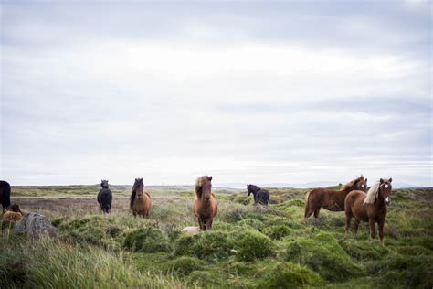 Free Images : landscape, sea, coast, nature, farm, prairie, vacation, pasture, horse, horses ...