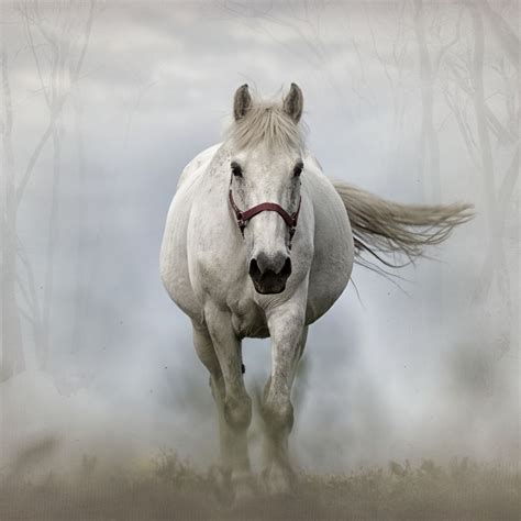 White Horse: spiritual meaning - Awakening State