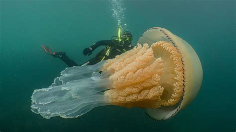 Giant Jellyfish Takes A Swim With New Diver Friend, Goes Viral - Science