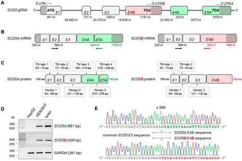 Molecular Basis of Unequal Alternative Splicing of Human SCD5 and Its ...