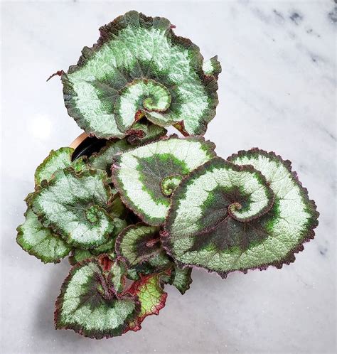 A Guide to Indoor Begonia Plants: Types and Varieties | Houseplant Alley