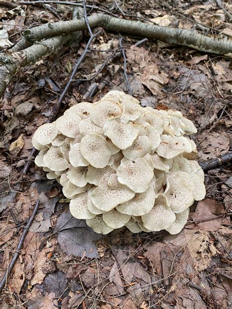 Umbrella Polypores; A Rare Delicacy: Identification and Foraging - Mushroom Appreciation