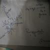 biology photosynthesis diagram - Brainly.in