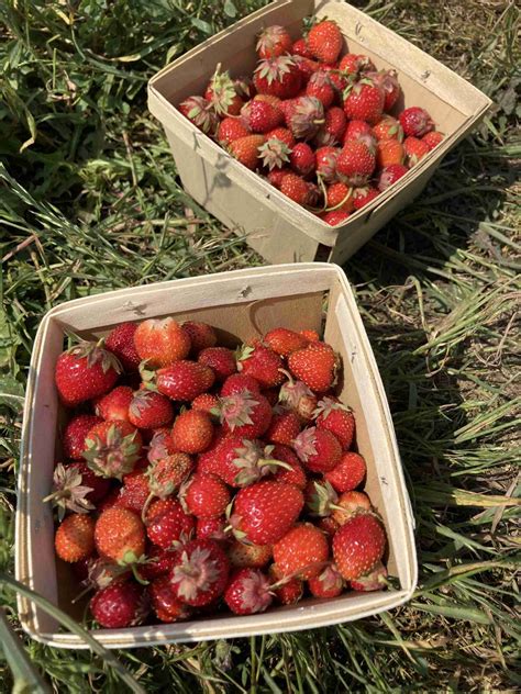 How to Freeze Strawberries - jess from earth