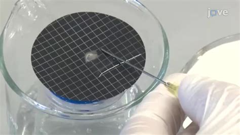 비디오: Generating a Coronal Brain Slice: Exposed the Amygdala Regions ...