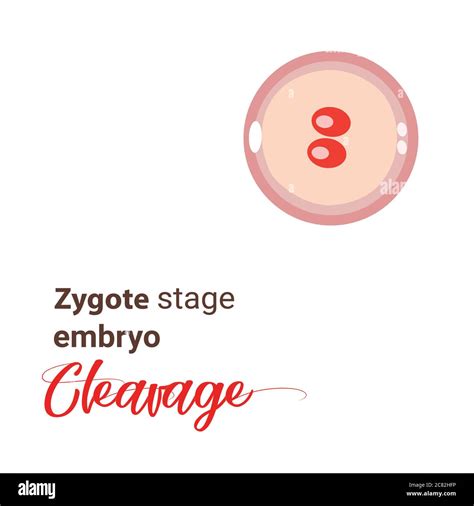 Illustration of zygote stage embryo. zygote cell stage icon. Vector cleavage zygote cell ...