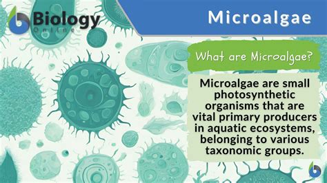 Image result for microalgae