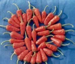 Horticulture :: Vegetables :: Chillies