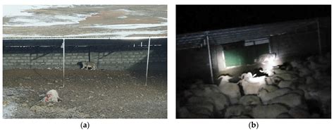 A Case Study of the Snow Leopard in Sanjiangyuan National Park ...