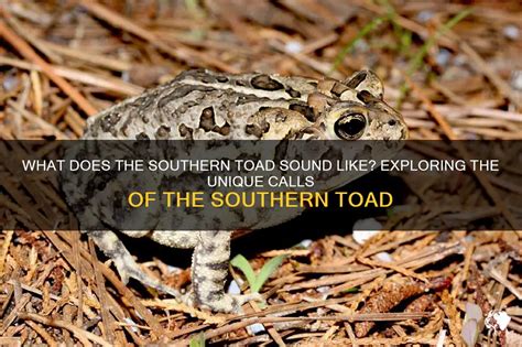 Image result for Toad Croaking Sound