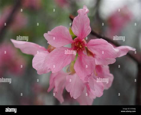A series of Sakura (pink color) flowers blossom shoot in Spring Stock ...