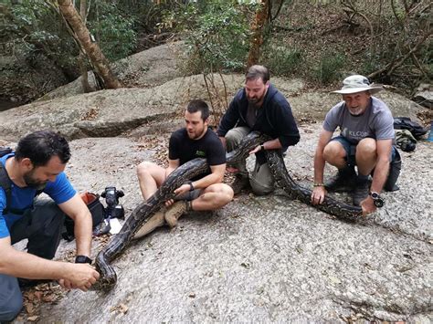 Image result for Python Rescue Videos