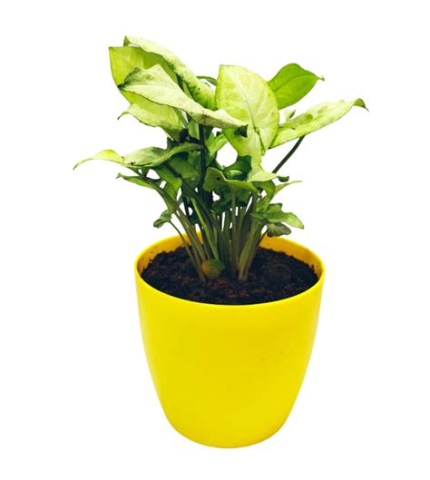 Syngonium Green in 4inch Rounda pot — Plan A Plant