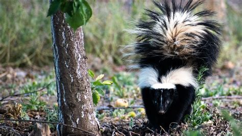 Skunk Fact Sheet | Blog | Nature | PBS