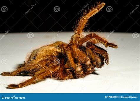 Goliath Birdeater Or Tarantula Goliath Found In Puerto Ayacucho ...