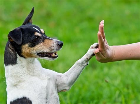 Magic Tricks for Dogs 的图像结果
