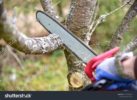 Tree Pruning - North Jersey Tree Specialists