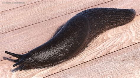 Garden Slug Rigged for Maya 3D | 3D Molier International