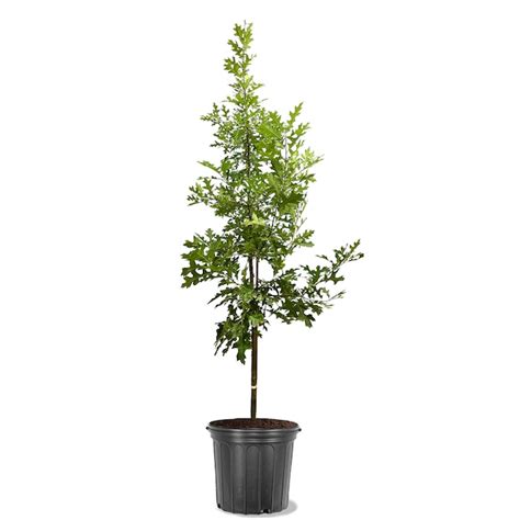 Southern Planters 3.84-Gallon (s) Northern Red Oak Shade Tree In Pot ...