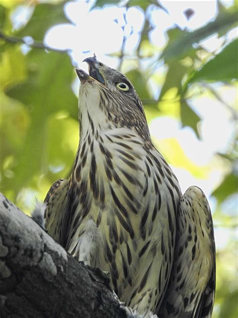 Hawks & Flocks: Predators at Bird Feeders - Birdseed & Binoculars