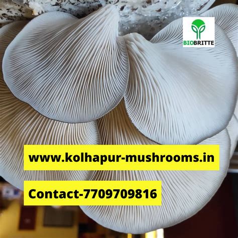Profit in mushroom farming in India | Mushroom cultivation | Biobritte ...