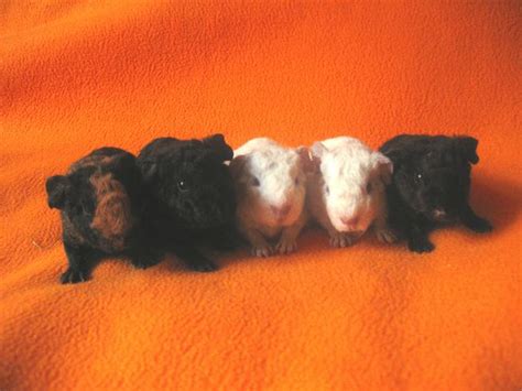 Meerschweinchen Kleinanzeigen