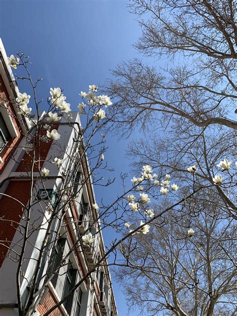 北京 : 初春的颐和园-中关村在线摄影论坛