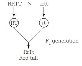 In a plant, red fruit (R) dominant over yellow fruit (r) and tallness ...