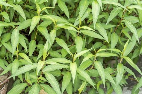15 Facts About Vietnamese Coriander - OhMyFacts